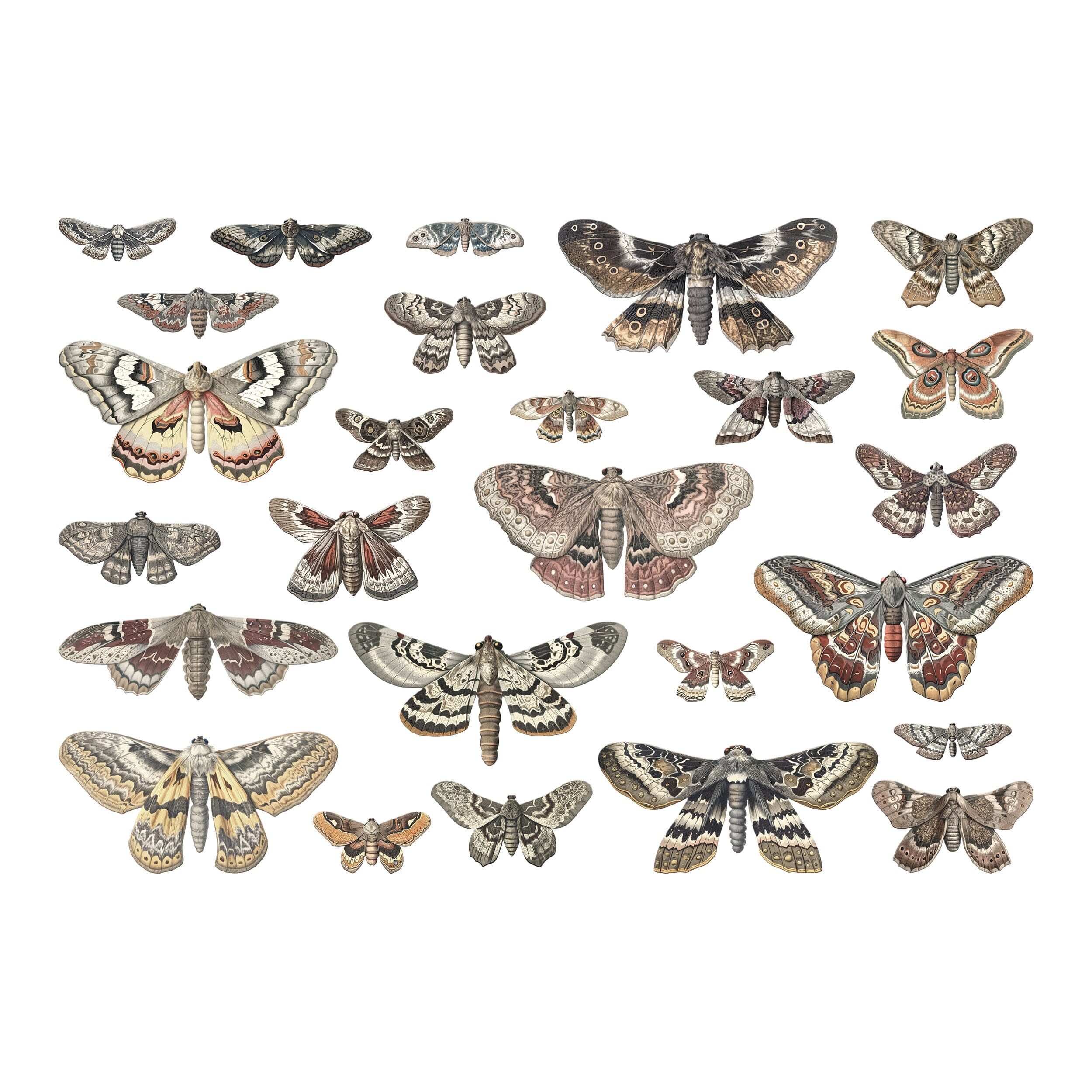 Tim Holtz Idea-ology Transparencies, Moths Tim Holtz Other 